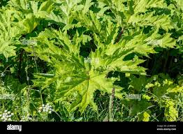 Attēlu rezultāti vaicājumam “Heracleum sosnowskyi leaf”