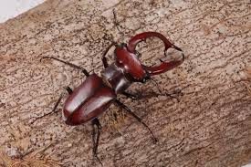 Attēlu rezultāti vaicājumam “Lucanidae”