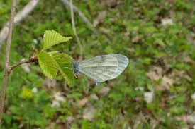 Attēlu rezultāti vaicājumam “Leptidea sinapis”