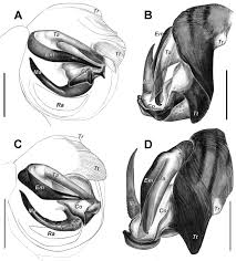 Attēlu rezultāti vaicājumam “Araniella male”