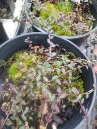 Attēlu rezultāti vaicājumam “Oxycoccus leaf”