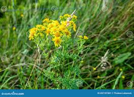 Attēlu rezultāti vaicājumam “Senecio viscosus leaf”