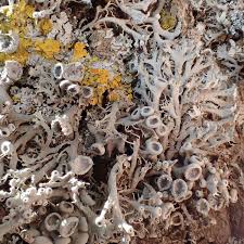 Attēlu rezultāti vaicājumam “Anaptychia ciliaris”