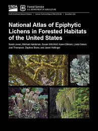 Attēlu rezultāti vaicājumam “Hypocenomyce friesii”