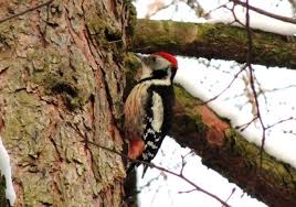 Attēlu rezultāti vaicājumam “Dendrocopos medius nest”