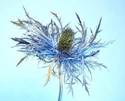 Image result for Blaudistel