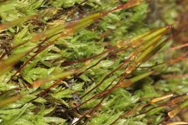 Attēlu rezultāti vaicājumam “Encalypta”