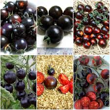 Afbeeldingsresultaat voor 1884 purple tomato