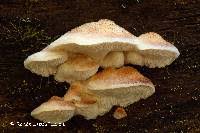 Attēlu rezultāti vaicājumam “Postia fragilis”