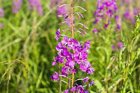 Attēlu rezultāti vaicājumam “Epilobium angustifolium bud”