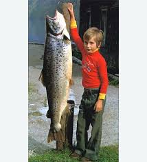 Image result for Salmo trutta trutta