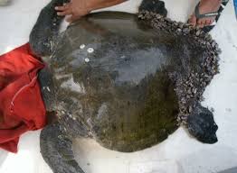 Image result for Lepidochelys olivacea