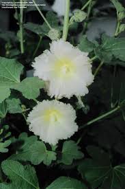 Attēlu rezultāti vaicājumam “Alcea rosea bud”