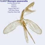 Attēlu rezultāti vaicājumam “Monopis weaverella”