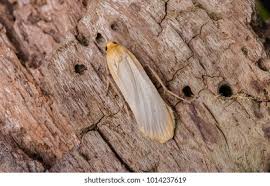 Attēlu rezultāti vaicājumam “Eilema depressa”