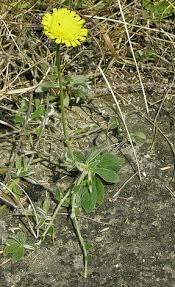 Attēlu rezultāti vaicājumam “Pilosella officinarum leaf”