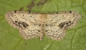 Attēlu rezultāti vaicājumam “Idaea dimidiata”