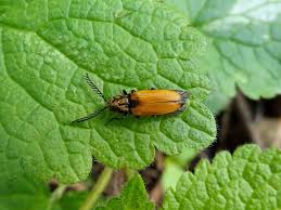 Attēlu rezultāti vaicājumam “Anostirus castaneus”