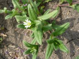 Attēlu rezultāti vaicājumam “Cerastium holosteoides”