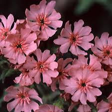 Attēlu rezultāti vaicājumam “Silene chalcedonica fruit”
