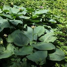 Attēlu rezultāti vaicājumam “Hosta sp.”