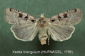 Attēlu rezultāti vaicājumam “Xestia triangulum”