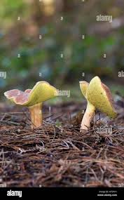 Attēlu rezultāti vaicājumam “Xerocomus rubellus”