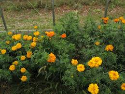 Attēlu rezultāti vaicājumam “Tagetes flower”
