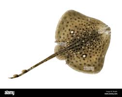 Image result for Raja montagui