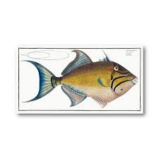 Image result for Balistes vetula