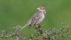 Image result for Emberiza calandra