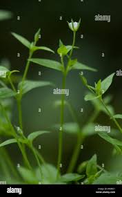 Attēlu rezultāti vaicājumam “Moehringia trinervia bud”