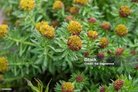 Attēlu rezultāti vaicājumam “Rhodiola rosea flower”