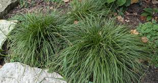 Attēlu rezultāti vaicājumam “Carex montana”