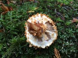 Attēlu rezultāti vaicājumam “Pholiota squarrosa”