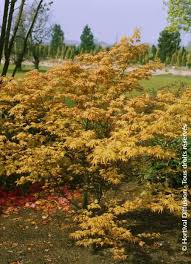 Image result for Acer palmatum `Orange Dream`