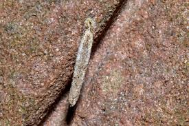 Attēlu rezultāti vaicājumam “Taleporia tubulosa”