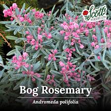Attēlu rezultāti vaicājumam “Andromeda polifolia”