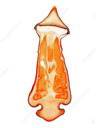 Attēlu rezultāti vaicājumam “Polytrichum juniperinum sporophyte”