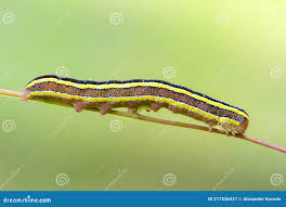 Attēlu rezultāti vaicājumam “Ceramica pisi larva”