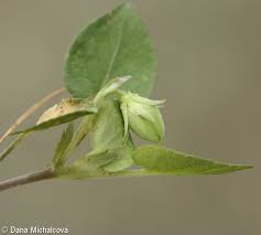 Attēlu rezultāti vaicājumam “Viola rupestris flower”