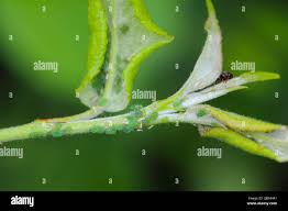 Attēlu rezultāti vaicājumam “Rhopalosiphum oxyacanthae”