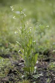 Attēlu rezultāti vaicājumam “Arabis hirsuta fruit”