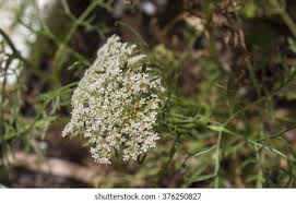 Attēlu rezultāti vaicājumam “Daucus sativus flower”
