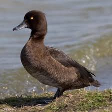 Attēlu rezultāti vaicājumam “Aythya fuligula female”