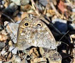 Attēlu rezultāti vaicājumam “Lasiommata megera underside”
