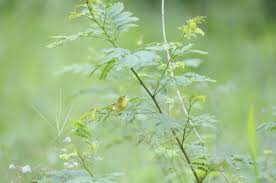 Image result for Dendroica petechia