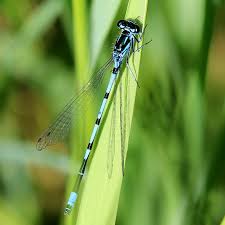 Attēlu rezultāti vaicājumam “Coenagrion pulchellum male”