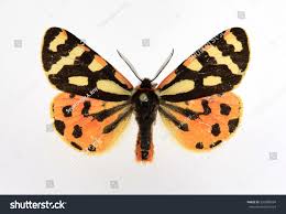 Attēlu rezultāti vaicājumam “Parasemia plantaginis”