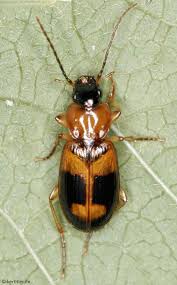 Attēlu rezultāti vaicājumam “Badister bullatus”